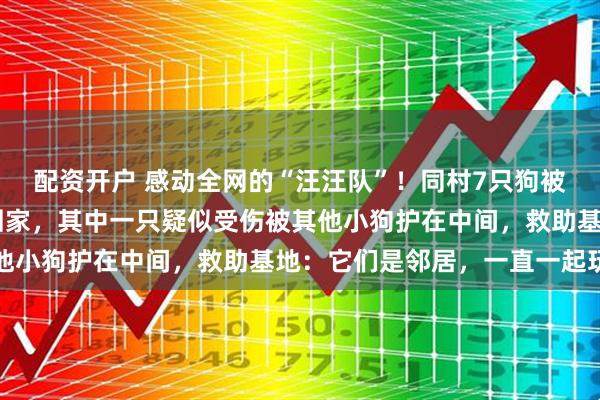 配资开户 感动全网的“汪汪队”！同村7只狗被偷，结伴逃亡17公里回家，其中一只疑似受伤被其他小狗护在中间，救助基地：它们是邻居，一直一起玩耍